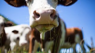 POSITIONS ON THE UPCOMING REVISION OF EUROPEAN UNION LEGISLATION FOR FARM ANIMALS